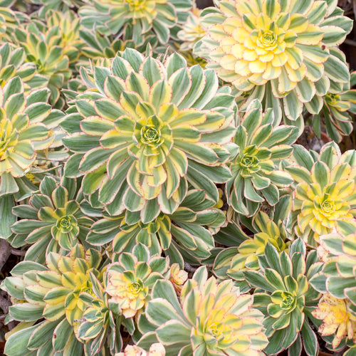Aeonium 'Sunburst'