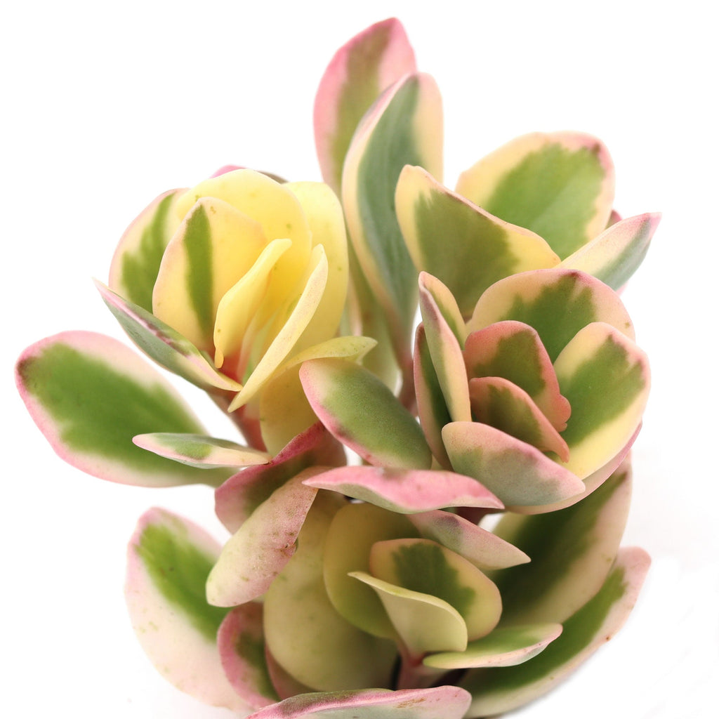 Kalanchoe fedtschenkoi 'Aurora Borealis'