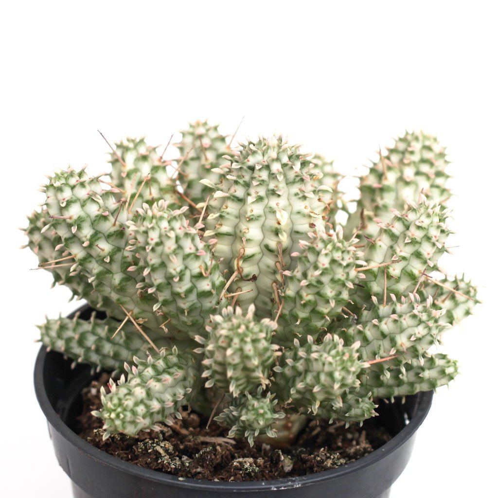 Euphorbia mammillaris f. variegata 'Indian Corn Cob'