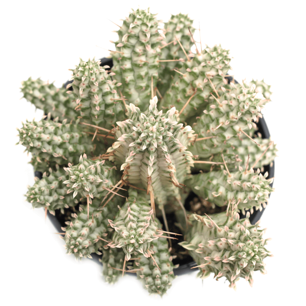 Euphorbia mammillaris f. variegata 'Indian Corn Cob'