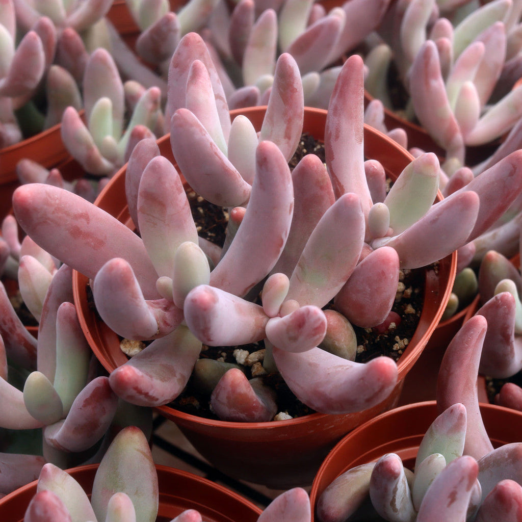 Pachysedum 'Ganzhou'
