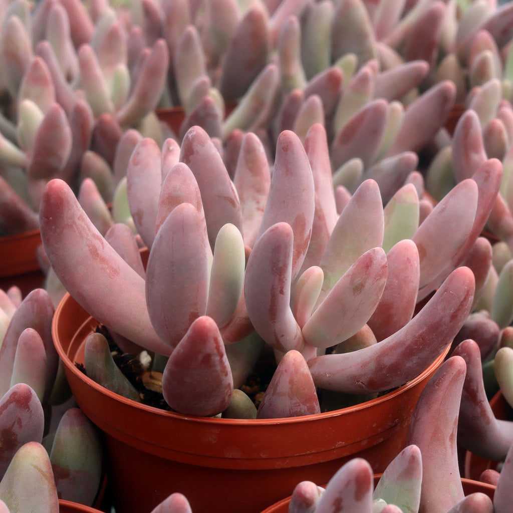 Pachysedum 'Ganzhou'